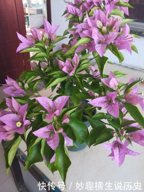 45种三角梅品种,红、橙、黄、绿、白、紫,每一种都很好看!