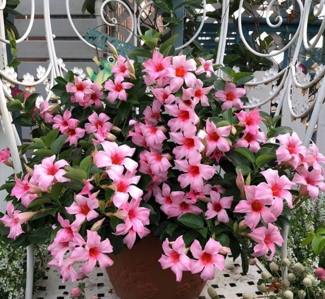 叶片|这花一开就是大半年,枝条沾土就活,种阳台长成花帘子!