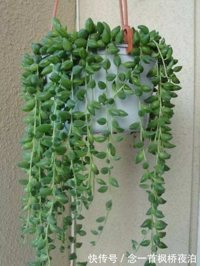 6种花适合吊起来养,窗前挂几盆,比窗帘都好看,而且非常好养