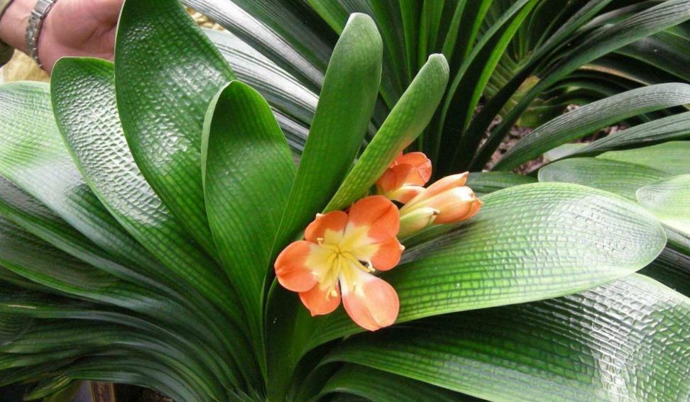 3种花一定不能饿着,学会此样做,开花一茬接一茬