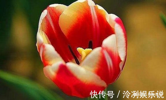 喜欢牡丹,不如养“稀有花卉”变色郁金香,花开会变色,梦幻华贵