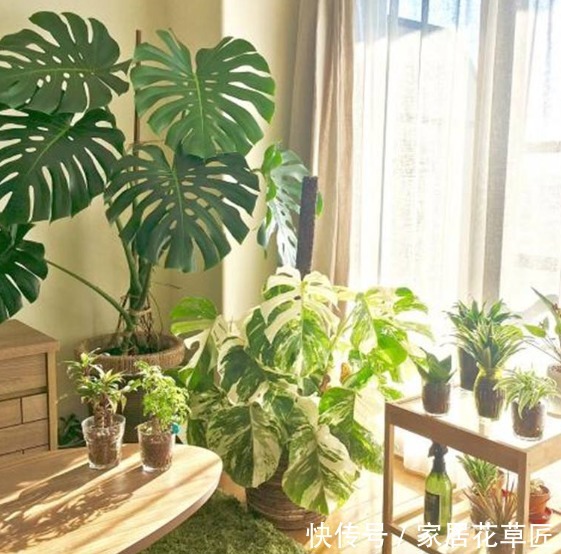 二手烟|吸烟有害健康,这几种花可是救命稻草呢,还不赶快养起来