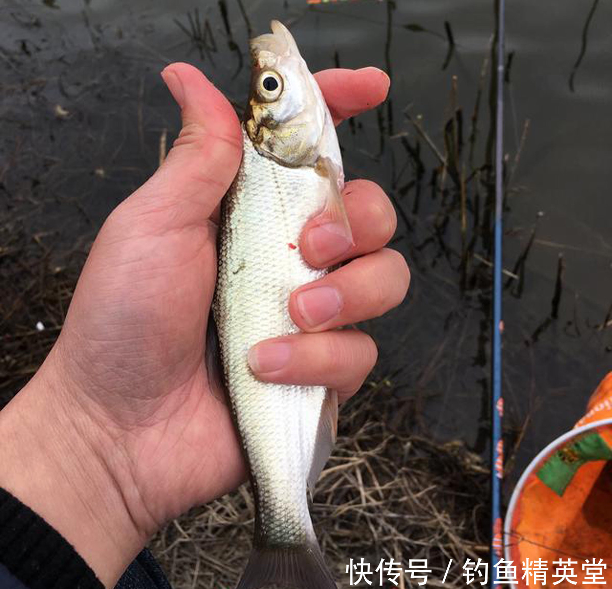 野钓白条的几种方法,上鱼速度一绝,一天钓十几斤是家常便饭