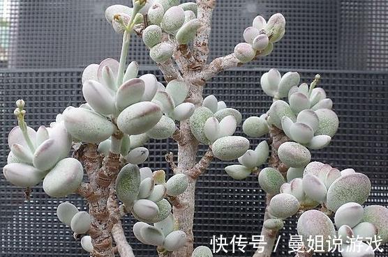 叶片|有趣的多肉植物分享,初夏开花的乒乓福娘,软萌外表开出惊艳花朵