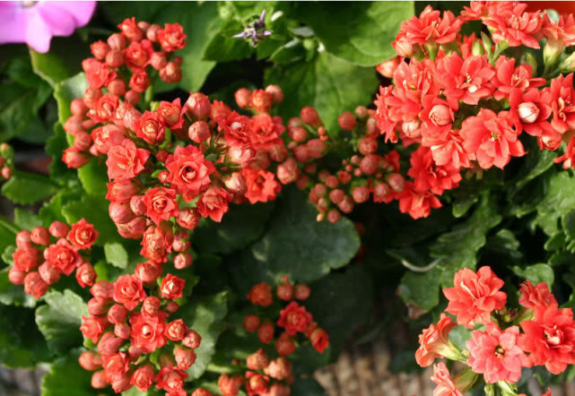 养长寿花,3个关键及时做,开花一茬接一茬,爆盆不是梦