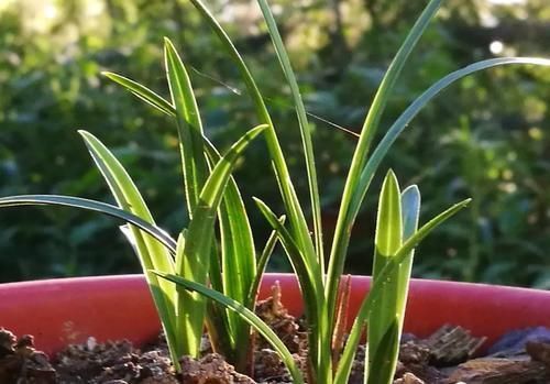 叶子|兰花叶子枯萎怎么办?教你5个妙招,新手兰友一定要知道