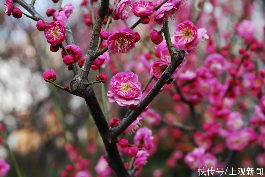 走进|梅开五福！普陀这里简直“美爆了”