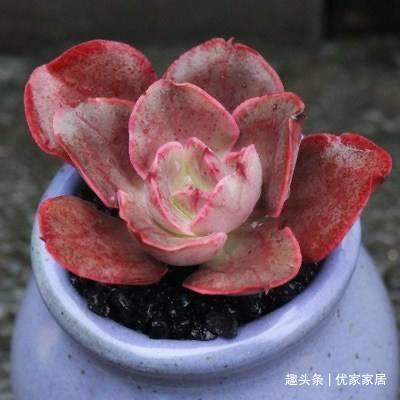 罗宾|喜欢养多肉就挑漂亮的养,12款迷人的紫色多肉,好看还好养