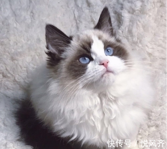 宠物福音！哈希娱乐- 哈希游戏平台- 哈希游戏官方网站高铁宠物托运正式上线铲屎官们却高兴不起来