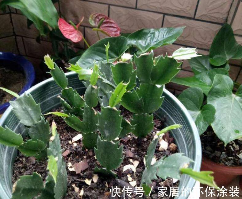 昼夜温差|8、9月养蟹爪兰，掌握住这2个小技巧，到了花期，花量翻倍