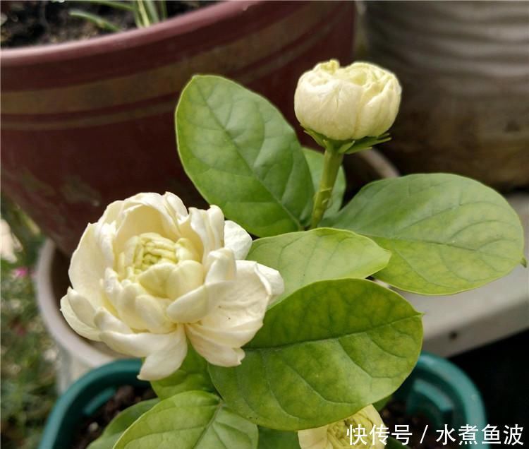 6月养茉莉，做好这3点，让茉莉生长有动力，爆花不断