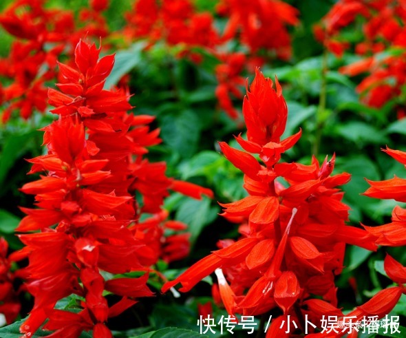 聚伞花序|此花宛如一串串的鞭炮，色红鲜艳极为美丽，象征着永远相爱的恋人