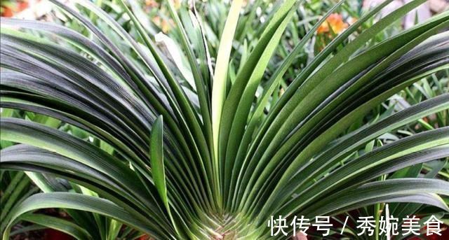 君子兰叶子长歪,教你3种方法纠正,株形整齐才更美观