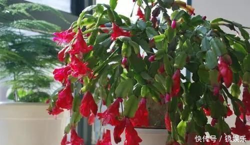 买菜的塑料袋别扔了，用来养花，养啥都旺，谁用谁知道