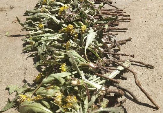 蒲公英醇|自己“晒干”的蒲公英，能用来“当茶”喝吗七大功效须知道！