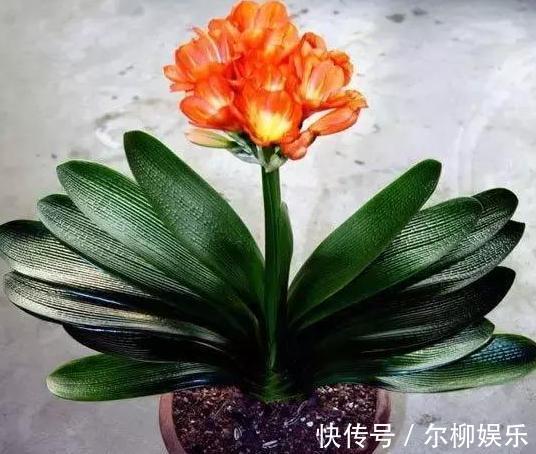室内盆栽植物别随意，居家首选此3款，颜值高、于健康无害