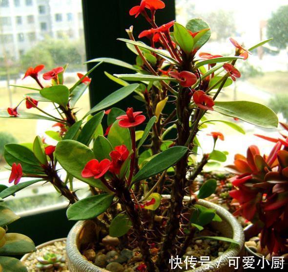 4种漂亮的老桩盆栽,适合穷养,小盆种少浇水,越养越精神