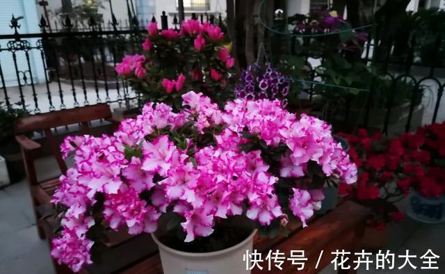 磷酸二氢钾|以下花想要养好难度大,需要熟知它的习性,养护上还要少犯错