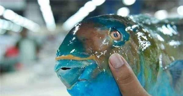 3种因颜值劝退吃货的鱼,营养价值极高,第2种市场上卖的没脑袋