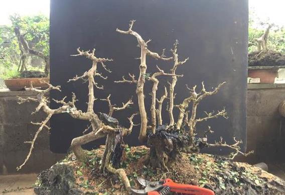 最喜欢丛林式盆景了，这个博兰盆景老桩这样修剪造型，真的美极了