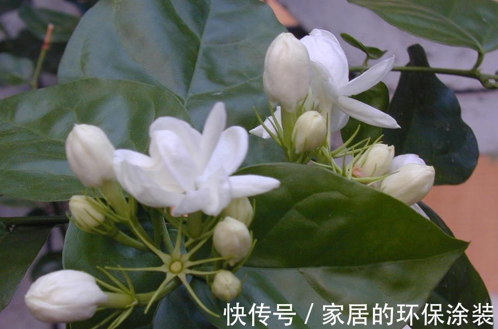 湿润|茉莉花的养殖方法和技巧有哪些?