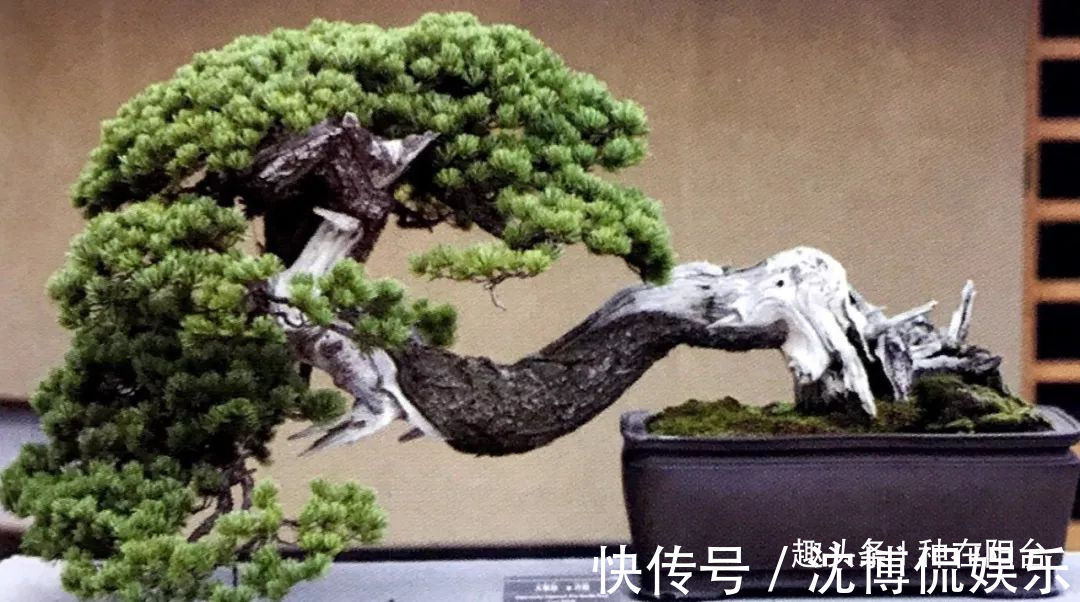 台友们|老实交代,你们觉得盆景制作步骤太难记吧那就念这十字箴言咯!