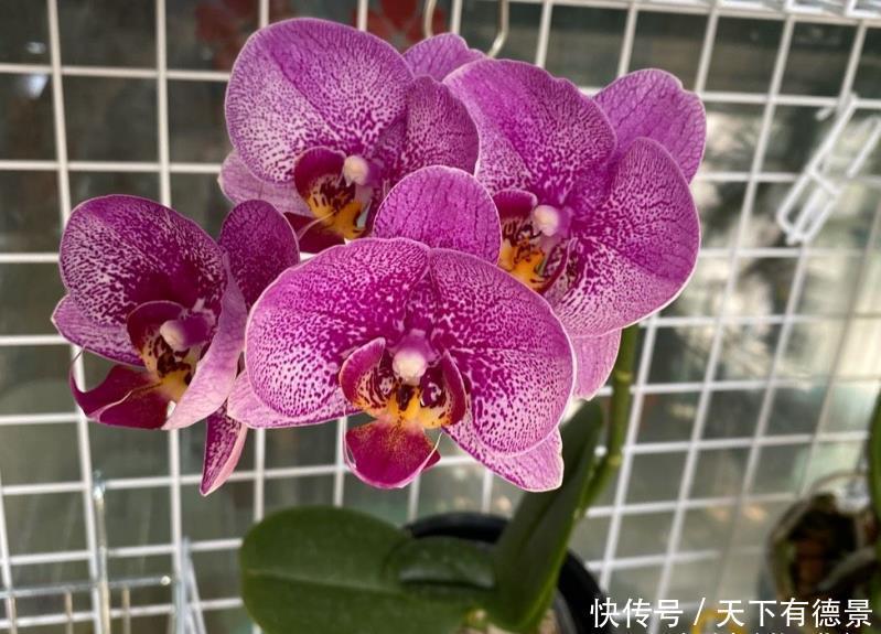 春节后养蝴蝶兰,做好3件事,不再“花后死”,还能一盆变多盆