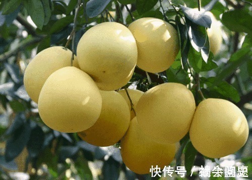 清肠排毒|常吃柚子的人,身体不会差,但有2个禁忌要了解,早知早好