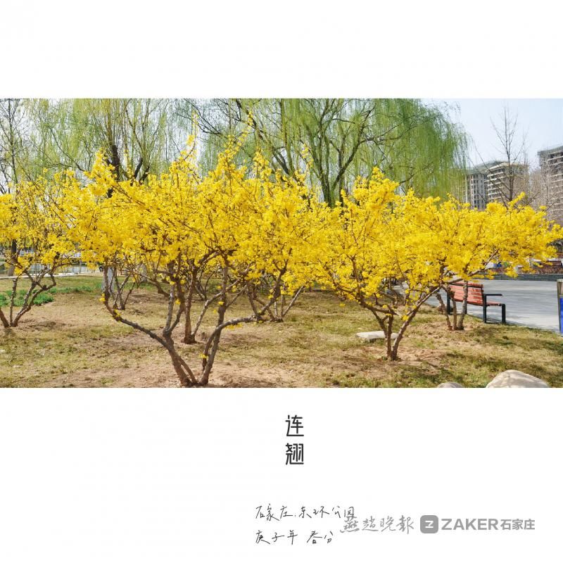 石家庄|待春暖花开我们去赏花吧！石家庄市园林部门公布2021市区赏花地图