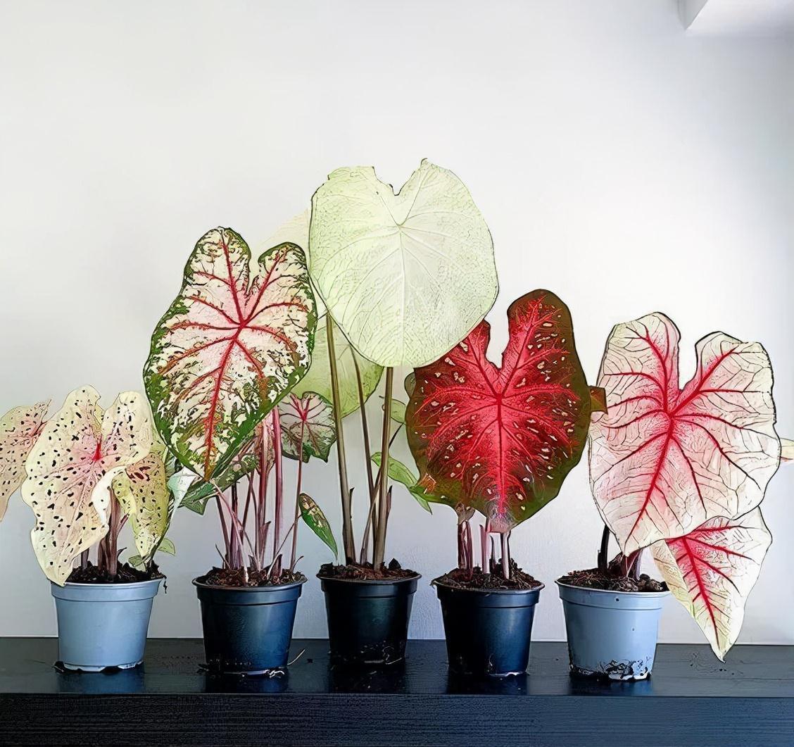 16种耐阴花,就算阳光不足,也能年年生长、开花