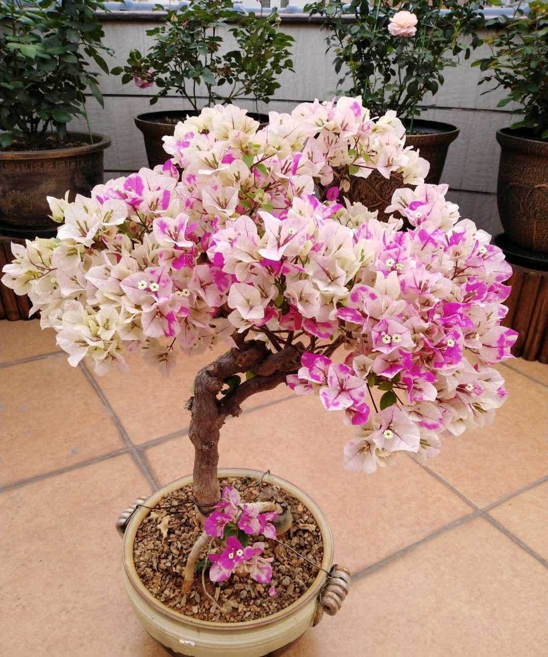 “最累”的8种花,花开连续几个月,一次开花几百朵