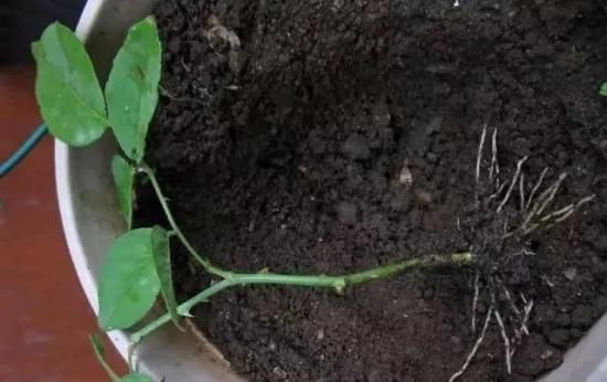 养花爱好者看过来这15种花现在“扦插”,生根快,一个周就长芽