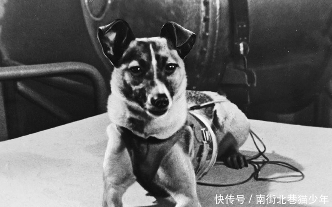 致敬太空英雄莱卡,这只世界上首登太空的狗狗,永远的航天丰碑