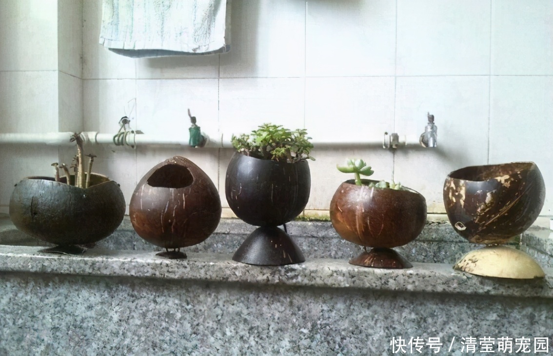 酒瓶|养花缺少花盆的话,多收集些它们“加工”就够了!