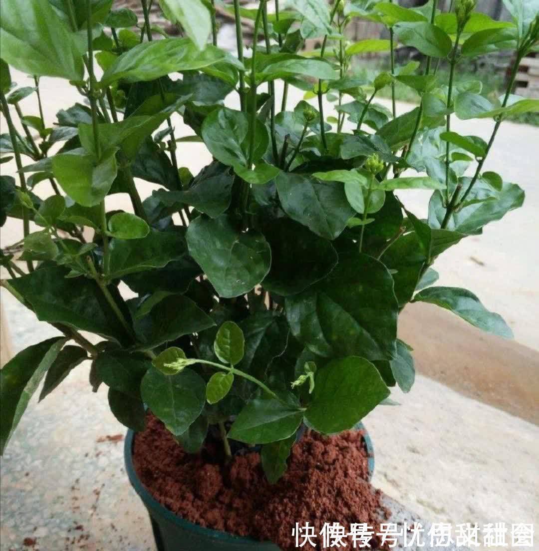 花苞|养茉莉花有“3点”很重要，株型更美，开花更多，又香又好看