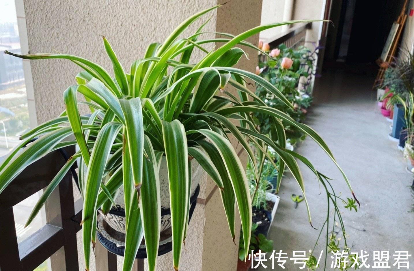 小雅|养好吊兰,3个方面不能少,郁郁葱葱、小吊兰很多、能开花