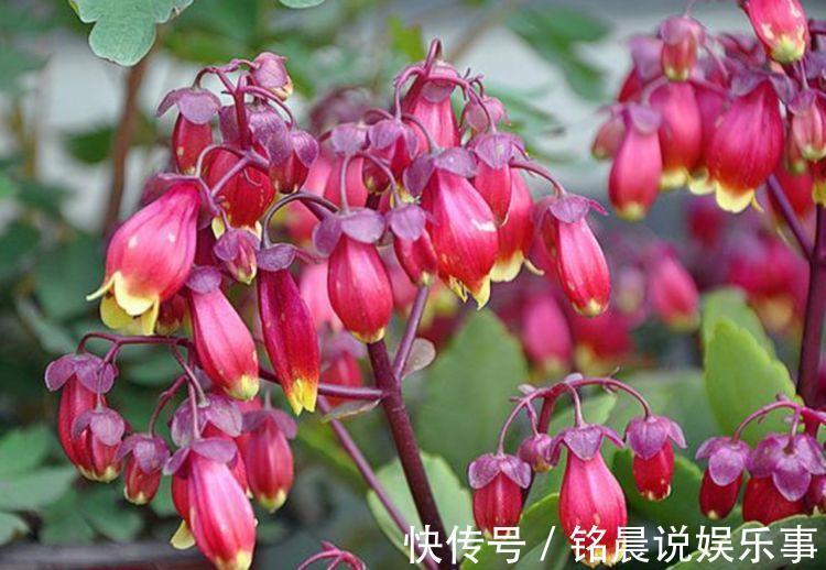 4种花超漂亮,个个美出状态,花开不断,还能旺财!