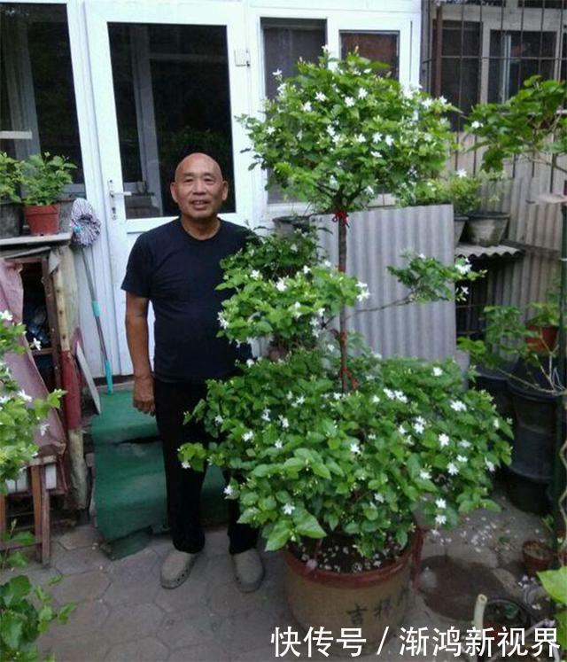大爷养茉莉花20年，身高2米花满枝头，请教过后才知他是这么养的