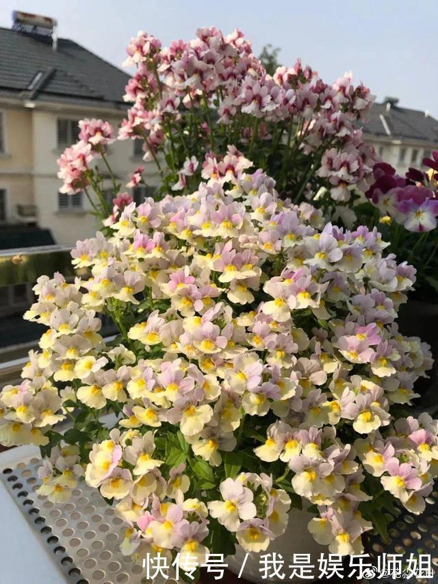 阳台新宠龙面花,花量超大颜色多,四季都开不停!