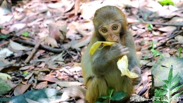 传说中四耳的猴型水怪--《山海经》异兽“长右”