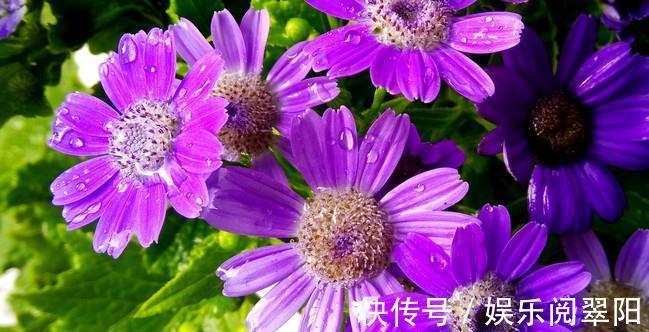 富贵菊|花朵硕大开花美,好养又漂亮,满屋飘香,花开清新淡雅,一养就上瘾