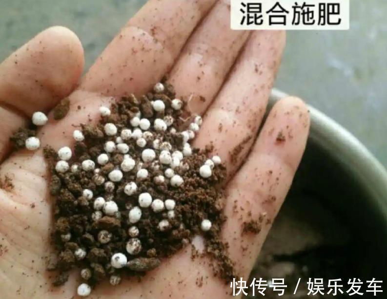 养花|秋日养花,存在哪些忌讳?此4处,做得越多错得越狠