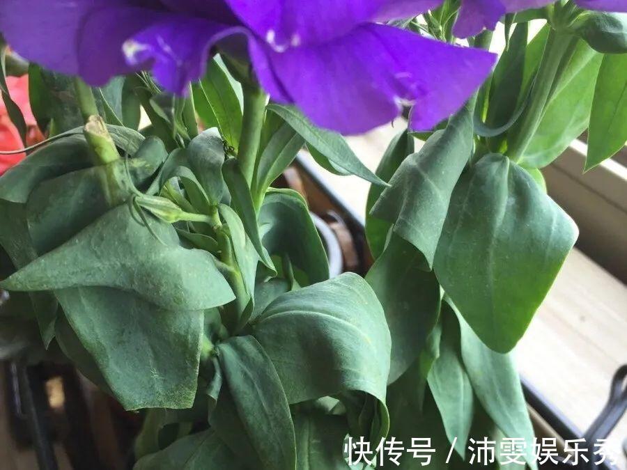 洋桔梗|6种花一天不浇水,叶子就耷拉,缺水3天就死翘!