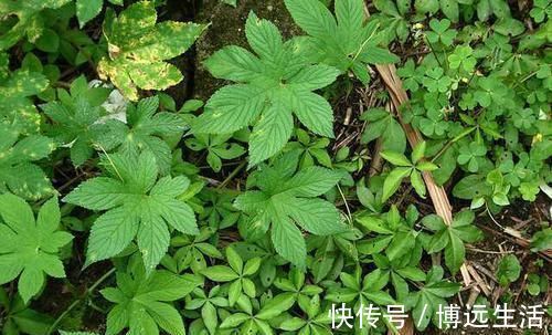三角形|农村常见的一种野草,是“皮肤瘙痒”的克星,一涂很快就见效