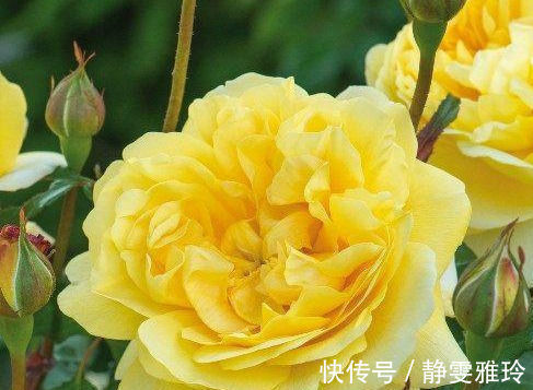 此花卉漂亮，仙气十足，花香怡人，花期长花量大，好养，盆栽佳品