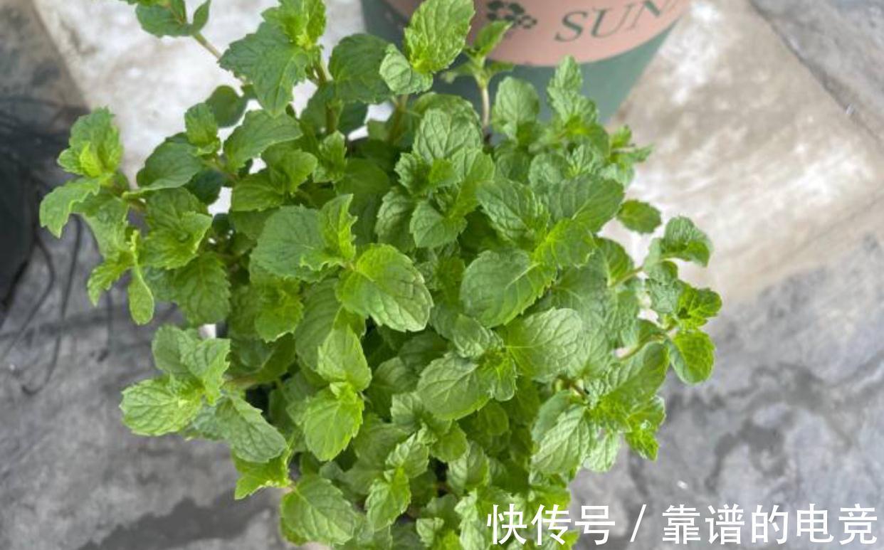 薄荷怎么过冬？做好一点，来年枝繁叶茂，迅速疯长到爆盆