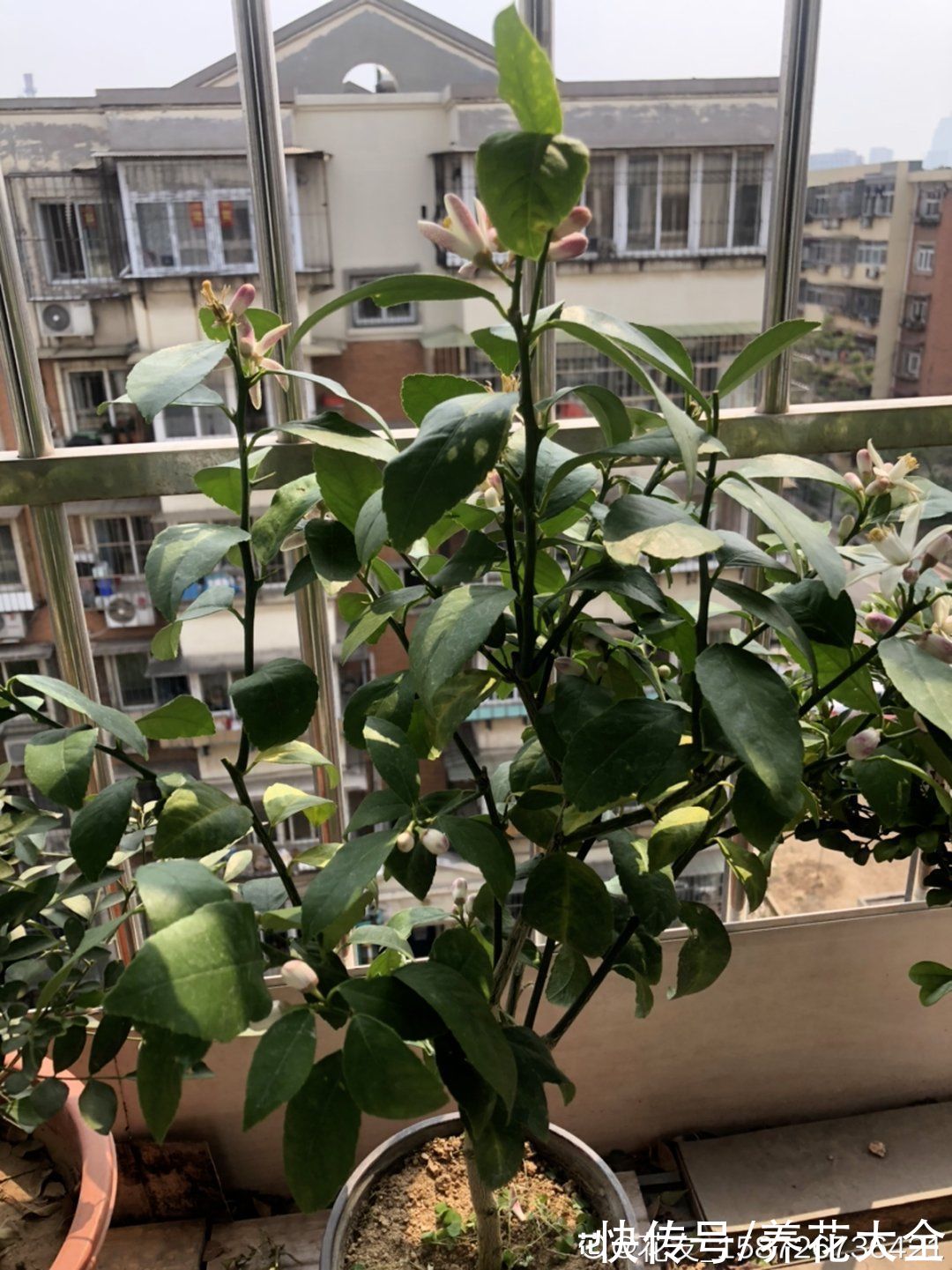 奥绿肥|家里养盆柠檬树,四季都结果,满屋子香味,开花胜过香水