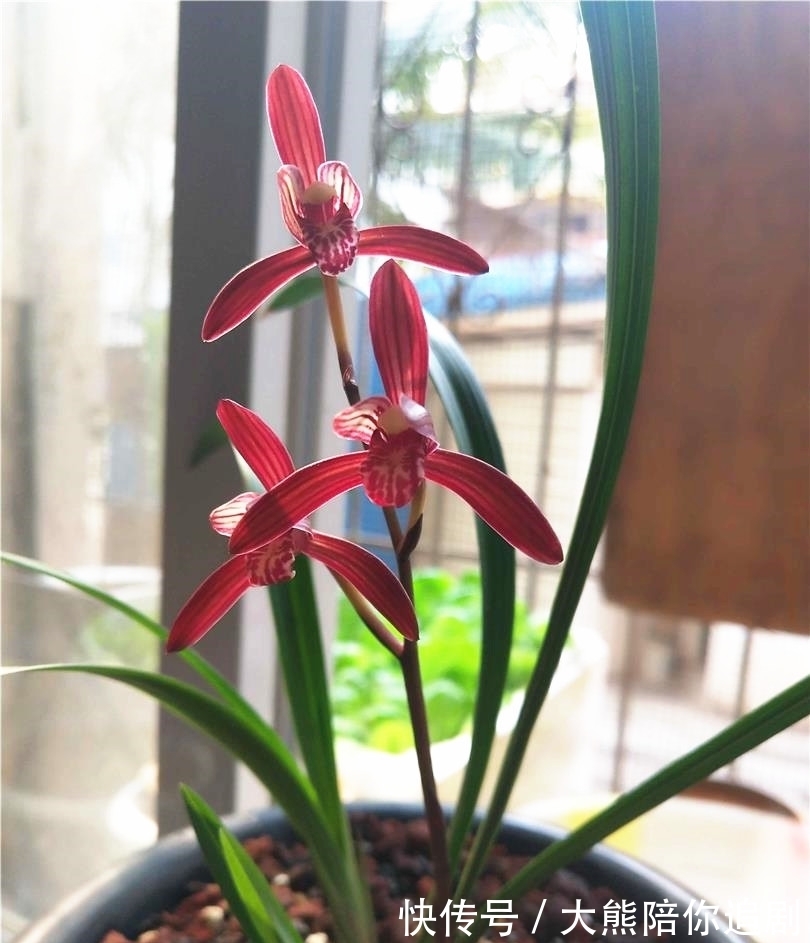 此兰被称为三千年的“美女花”,神秘又高雅,开花奇香,难得一见