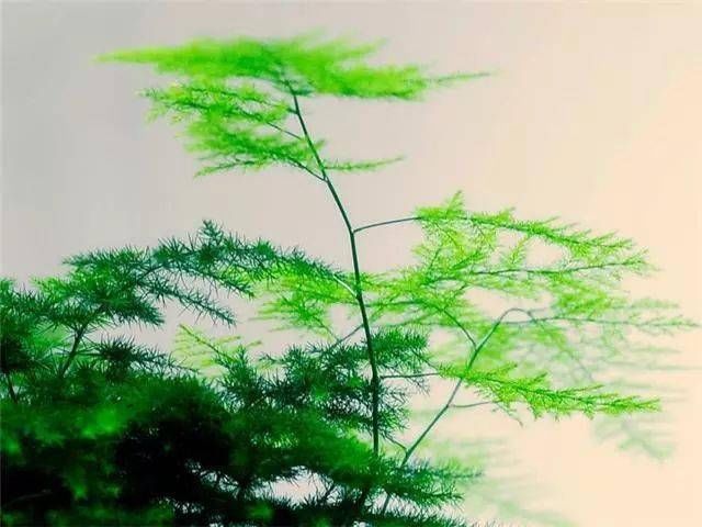 事项|文竹浇水的时候有哪些注意事项应该如何浇水？