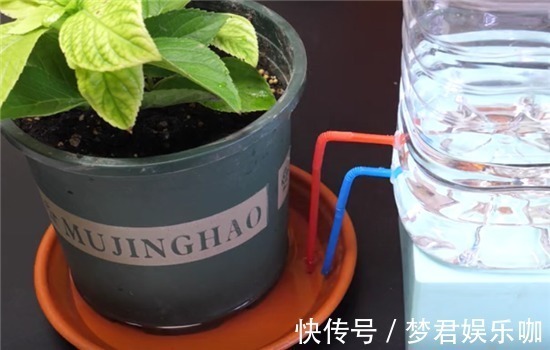 浇水|空油桶不要扔,在上面插两根吸管,放在阳台上,全家人都要抢着用